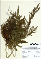 藏品(蓬萊鳳尾蕨)的圖片